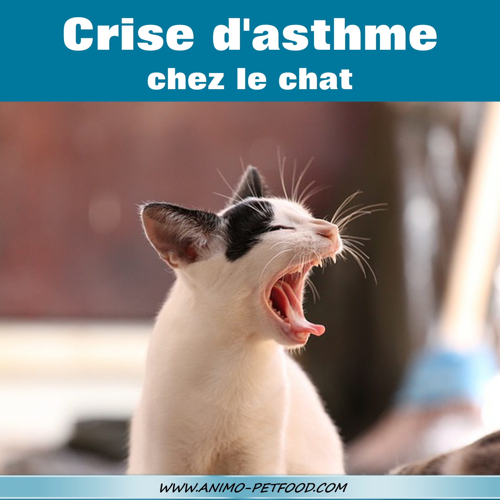 L’asthme félin quand minou ne peut pas respirer